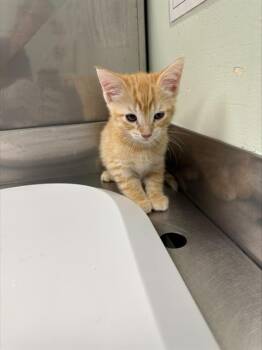 BENEDICT* -  Domestic Short Hair Cat for Adoption in Santa Cruz, California - BENEDICT* | PetCurious