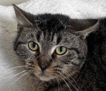 Domestic Short Hair Cats Available for Adoption - Nicki 4 Paws | PetCurious