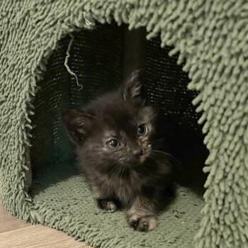 Hetty -  Domestic Short Hair Cat Available for Adoption in Chattanooga, Tennessee - Hetty | PetCurious