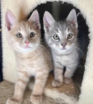 Sunny and Dewy -  Domestic Short Hair Cat for Adoption in Rocky Hill, Connecticut - Sunny And Dewy | PetCurious