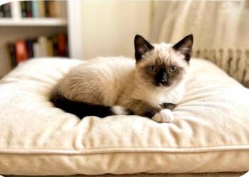 Sylvester -  Domestic Short Hair Cat for Adoption in Trenton, New Jersey - Sylvester | PetCurious