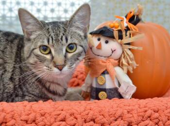 Rescue Domestic Short Hair and Tiger Cats for Adoption in Sanford, Florida - Pearl | PetCurious