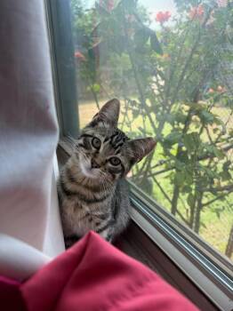 Ed -  Domestic Short Hair Cat for Adoption in Lubbock, Texas - Ed | PetCurious
