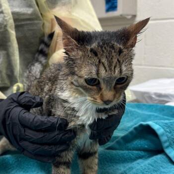Lychee Berry -  Domestic Short Hair Cat for Adoption in Murray, Utah - Lychee Berry | PetCurious