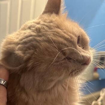 Buffy -  Domestic Long Hair Cat for Adoption in Greenfield, Indiana - Buffy | PetCurious