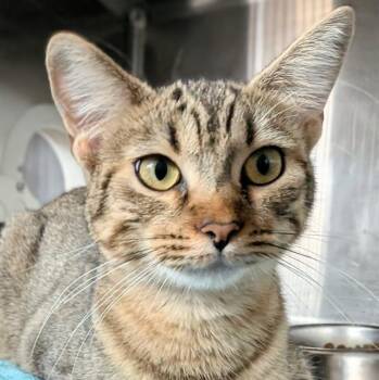 LEIA -  Domestic Short Hair Cat for Adoption in Houston, Texas - LEIA | PetCurious