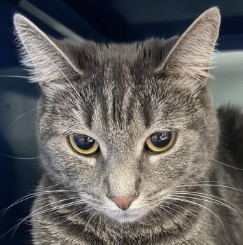 Lucky -  Domestic Short Hair Cat for Adoption in Sault Ste. Marie, Michigan - Lucky | PetCurious
