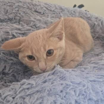 Lola 26-193 -  Domestic Short Hair Cat for Adoption in Tawas City, Michigan - Lola 26-193 | PetCurious