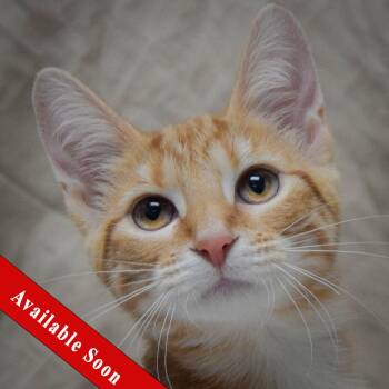 Peach -  Tabby and Domestic Short Hair Cat for Adoption in Huntley, Illinois - Peach | PetCurious