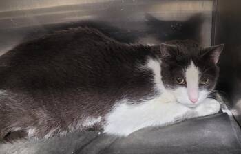 Domestic Short Hair Cats Available for Adoption in Hopkinsville, Kentucky - Sheldon | PetCurious