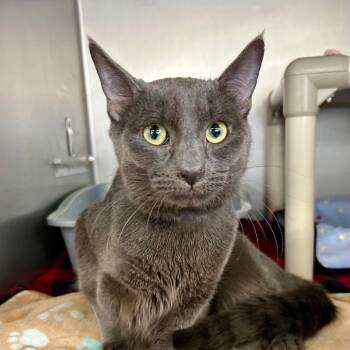 Domestic Short Hair Cats Available for Adoption - Smokey | PetCurious