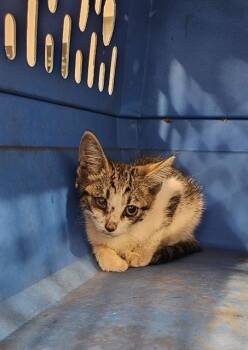 JAZZY -  Domestic Short Hair Cat for Adoption in Palmetto, Florida - JAZZY | PetCurious