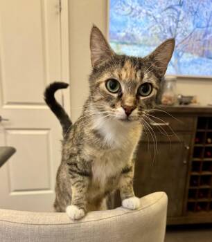 Domestic Short Hair Cats Available for Adoption - CiCi | PetCurious
