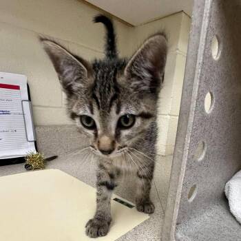 Terry 26-09-162 -  Domestic Short Hair Cat for Adoption in Bastrop, Texas - Terry 26-09-162 | PetCurious