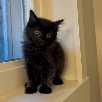 Domestic Long Hair Cats Available for Adoption in Fairfax Station, Virginia - Kiki | PetCurious