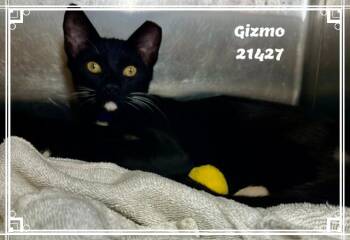 GIZMO see also FRANKIE -  Domestic Short Hair and Tuxedo Cat for Adoption in Marietta, Georgia - GIZMO See Also FRANKIE | PetCurious