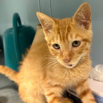 Biscuit -  Domestic Short Hair Cat for Adoption in Chattanooga, Tennessee - Biscuit | PetCurious