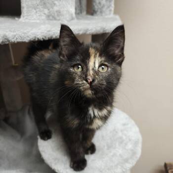 Kerplunk -  Domestic Short Hair Cat for Adoption in Oconto, Wisconsin - Kerplunk | PetCurious