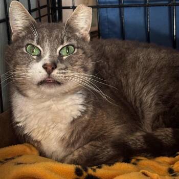 Prince -  Domestic Short Hair Cat for Adoption in Los Angeles, California - Prince | PetCurious