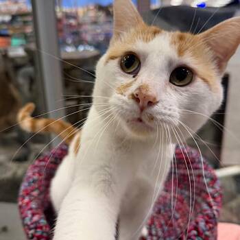 Mischief - Bonded Buddy With Sweet Pea -  Domestic Short Hair Cat for Adoption in Des Moines, Iowa - Mischief - Bonded Buddy With Sweet Pea | PetCurious