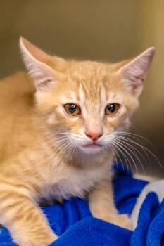 Froyo -  Domestic Short Hair Cat for Adoption in Dothan, Alabama - Froyo | PetCurious