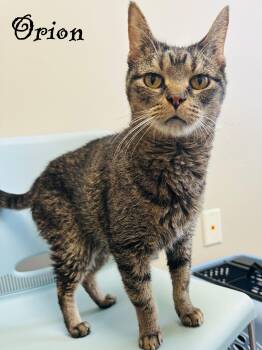 Tabby Cats Available for Adoption - Orion | PetCurious