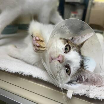 Waldo -  Domestic Short Hair Cat for Adoption in West Olive, Michigan - Waldo | PetCurious