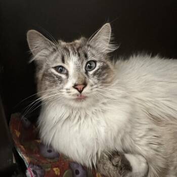 Fig -  Domestic Long Hair Cat for Adoption in Durango, Colorado - Fig | PetCurious