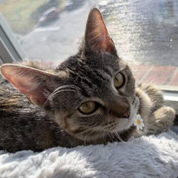 Domestic Short Hair Cats Available for Adoption in Webster, Texas - Terrace | PetCurious