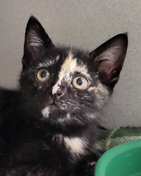 Domestic Short Hair Cats Available for Adoption in Grayslake, Illinois - Godzilla | PetCurious