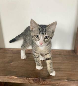 Bingley -  Domestic Short Hair Cat for Adoption in Topeka, Kansas - Bingley | PetCurious
