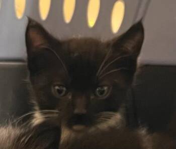 Colin Bridgerton -  Domestic Medium Hair and Domestic Short Hair Cat for Adoption in Honolulu, Hawaii - Colin Bridgerton | PetCurious