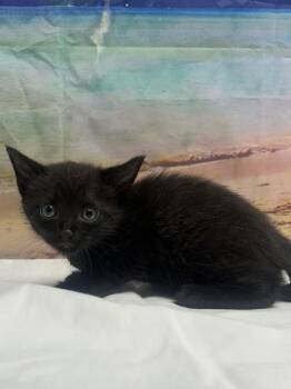 Poppy -  Domestic Short Hair Cat for Adoption in San Antonio, Texas - Poppy | PetCurious