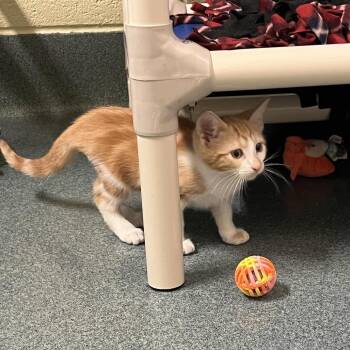 Starshine -  Domestic Short Hair Cat Available for Adoption - Starshine | PetCurious