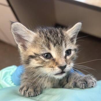 Nashville - In Foster! -  Domestic Short Hair Cat for Adoption in Flagstaff, Arizona - Nashville - In Foster! | PetCurious