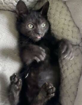 Rescue Domestic Short Hair Cats for Adoption in Johnson City, Tennessee - Salem | PetCurious