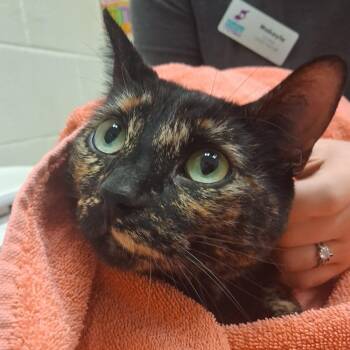 Kali -  Domestic Short Hair Cat for Adoption in Murray, Utah - Kali | PetCurious