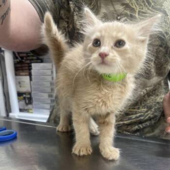 Bullseye -  Domestic Medium Hair Cat for Adoption in Clanton, Alabama - Bullseye | PetCurious