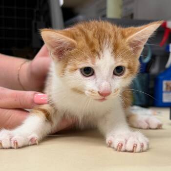 Able -  Domestic Short Hair Cat for Adoption in Ardmore, Oklahoma - Able | PetCurious