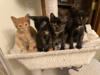 Rita -  Domestic Short Hair Cat for Adoption in Fort Collins, Colorado - Rita | PetCurious
