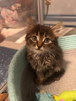 Pebbles -  Tabby Cat for Adoption in San Antonio, Texas - Pebbles | PetCurious
