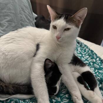 Kita -  Domestic Short Hair Cat for Adoption in Rochester, Minnesota - Kita | PetCurious