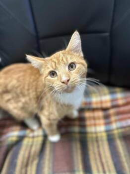 Rescue Domestic Short Hair Cats for Adoption in Evansville, Indiana - Jack O. Lantern | PetCurious