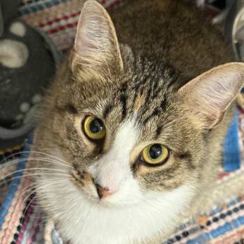 Marnie -  Domestic Short Hair Cat for Adoption in Normal, Illinois - Marnie | PetCurious