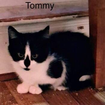Domestic Short Hair Cats Available for Adoption - Baby Tommy | PetCurious