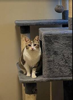 Domestic Short Hair Cats Available for Adoption - Lucero | PetCurious