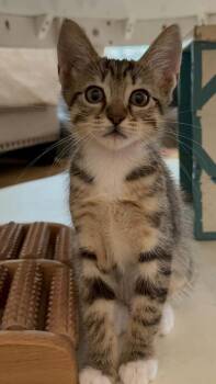Mushroom -  Domestic Short Hair Cat for Adoption in Newnan, Georgia - Mushroom | PetCurious