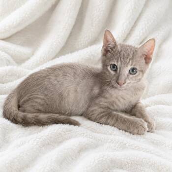Nacho -  Domestic Short Hair Cat for Adoption in Farmington, Minnesota - Nacho | PetCurious