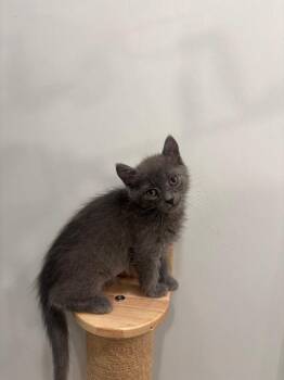 Paula -  Domestic Short Hair Cat for Adoption in Lunenburg, Vermont - Paula | PetCurious