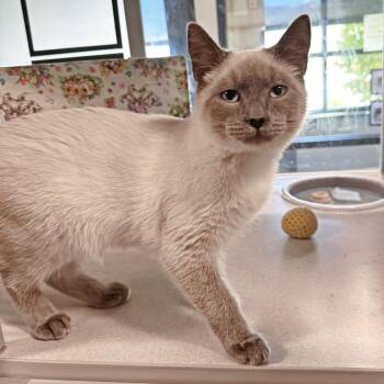 Elliot -  Siamese Cat for Adoption in Hailey, Idaho - Elliot | PetCurious